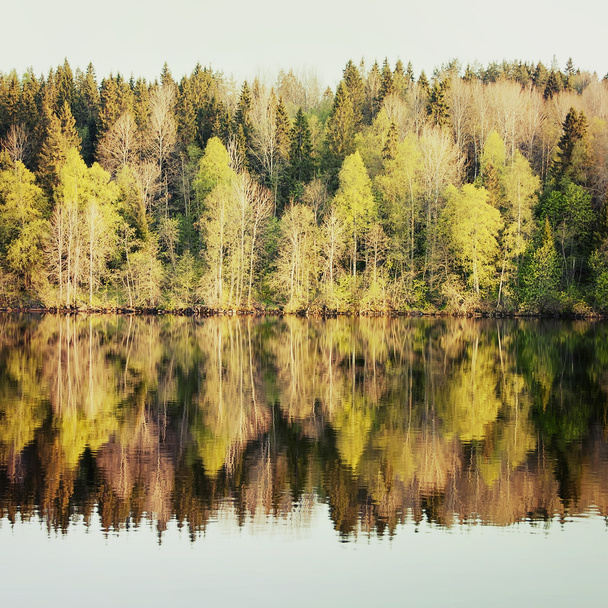 Spring forest is reflected in the river - Photo, Image