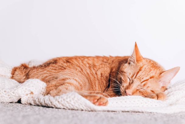 Carino piccolo gatto zenzero dorme sul divano con il cappello di Babbo Natale su, cartolina di Natale o Capodanno - Foto, immagini