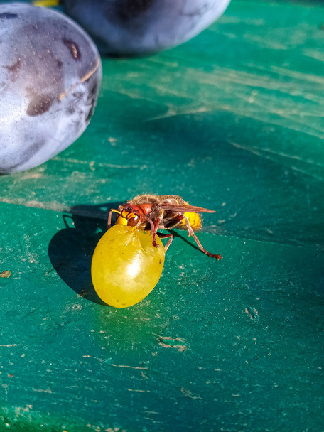 photo image of the hornet eating grape at the summer day - 写真・画像