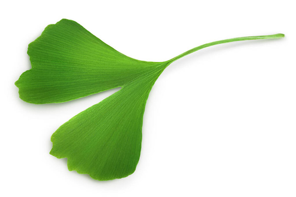Гинкго билоба свежий лист изолирован на белом фоне с обрезкой пути. - Фото, изображение