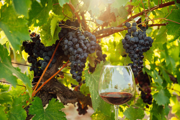 cachos de uvas maduras antes da vindima para vinho - Foto, Imagem