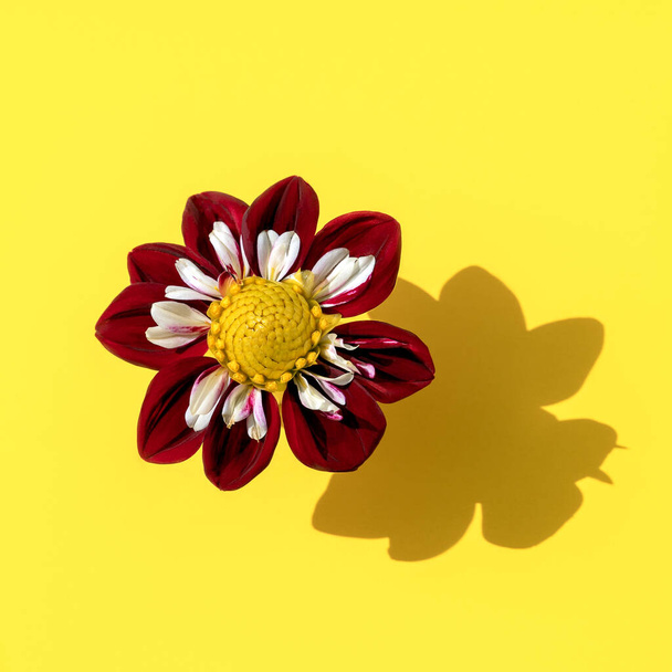 Прекрасна фіолетова квітка Далія під назвою Нічний метелик на яскраво - жовтому тлі.. - Фото, зображення