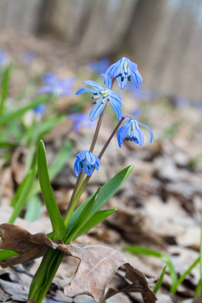 Blue scilla snowdrops flowers blooming close-up in the sunny wild forest with blurred vertical background - Photo, Image