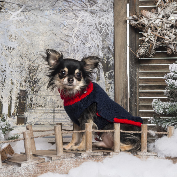 öltözött, chihuahua, ül egy híd a téli táj - Fotó, kép