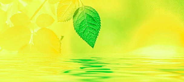 Zielone liście i woda źródlana, ekologiczna przyroda i tło bioenergii - Zdjęcie, obraz