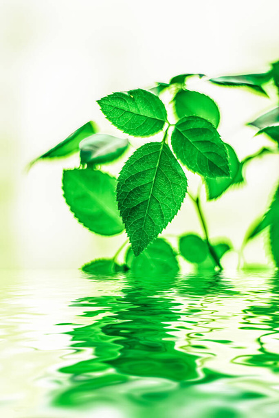 Yeşil yapraklar ve kaynak suyu, eko doğa ve biyoenerji arka planı - Fotoğraf, Görsel