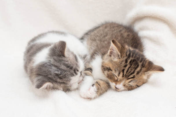 Portrait of Sleepy Kittens - Photo, Image
