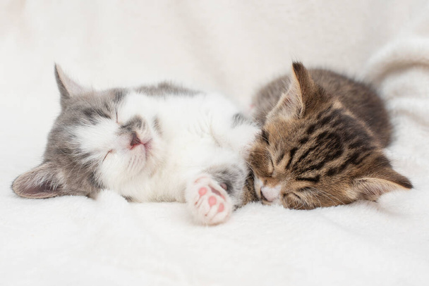 Porträt verschlafener Kätzchen - Foto, Bild