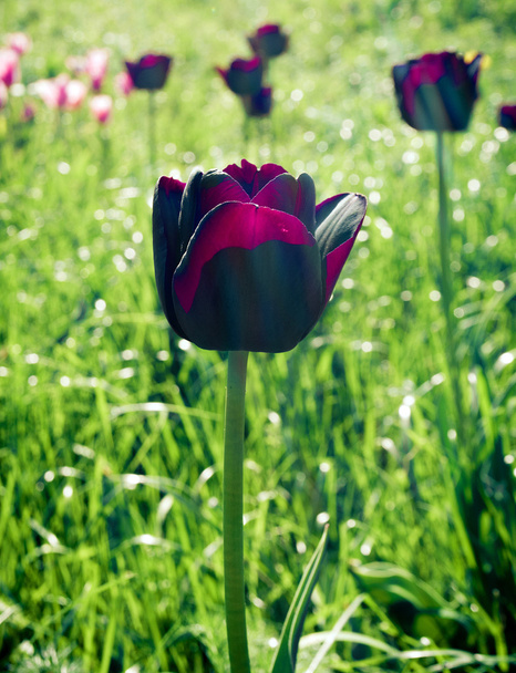 Весняні квіти тюльпанів, тюльпани
 - Фото, зображення