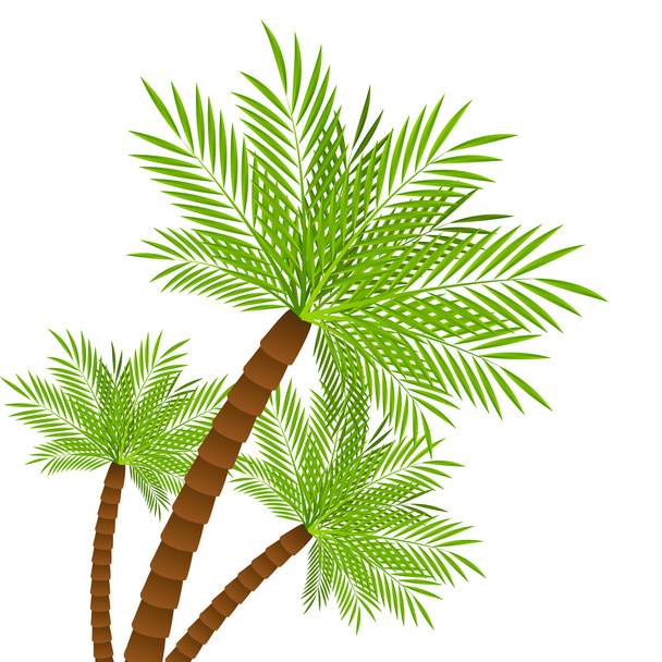 Tři palmy - Vektor, obrázek