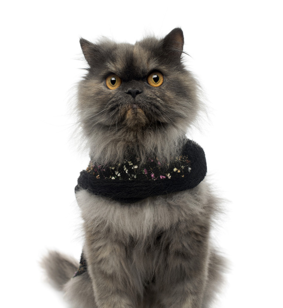 Nahaufnahme einer persischen Katze, die ein glänzendes Geschirr trägt, beim Betrachten der - Foto, Bild