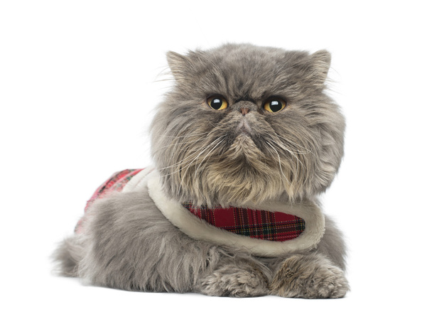 Perzsa macska egy kockás öv viselése, hazugság, keres el, isola - Fotó, kép