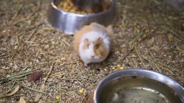 Cerdo de Indias comiendo comida en el zoológico. enfoque selectivo - Metraje, vídeo
