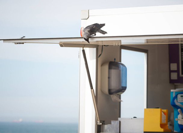 Jackdaw oiseau à la recherche de restes de nourriture à la plage de Scheveningen, Hollande - Photo, image