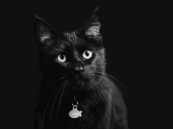 Портрет питомца черной кошки, студия на черном фоне, пространство для копирования - Фото, изображение