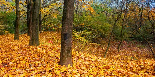 sunny autumn landscape in the woods. branches in colorful foliage. ground covered with fallen leaves. seasonal change of nature. warm and dry weather - Photo, Image