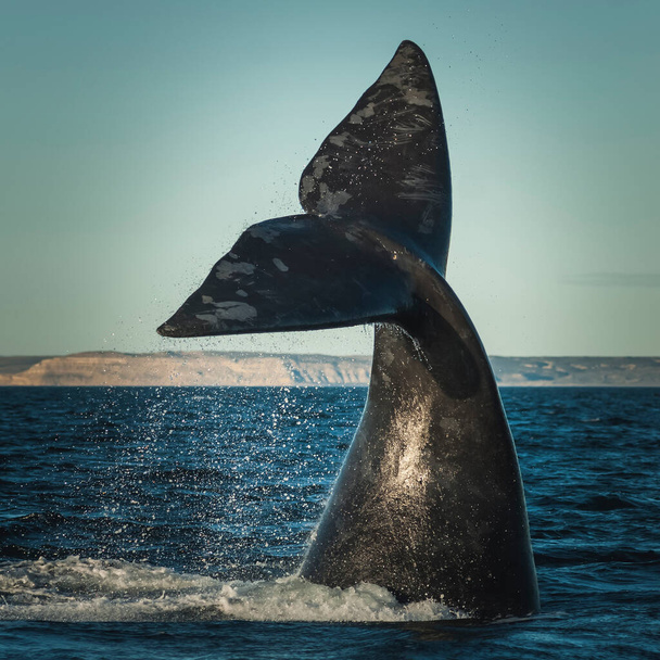 Cola de ballena fuera del agua, Peninsula valdes, Patagonia, Argentina. - Foto, Imagen