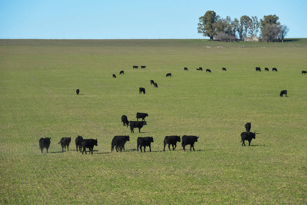 Vacas pastando al atardecer, Patagonia, Argentina. - Foto, imagen
