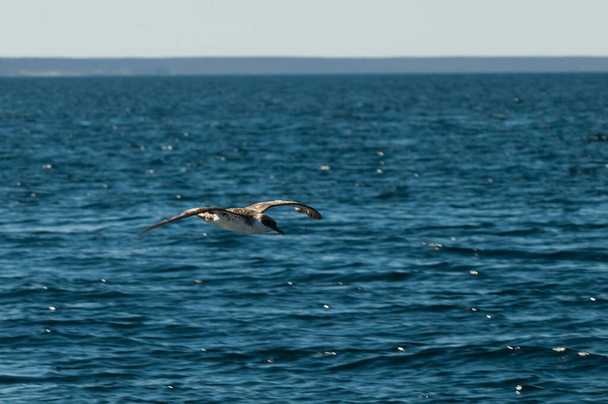 Capo Petrel, uccello antartico, Antrtica  - Foto, immagini