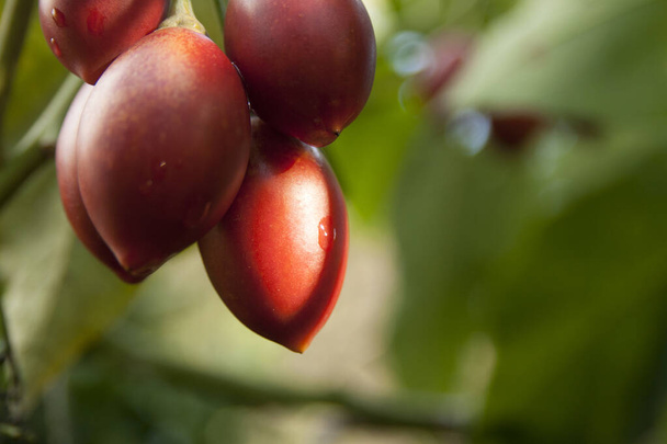 Tamarillo, Cyphomandra crassicaulis. Dieser ursprüngliche Strauch kann längliche Tomaten hervorbringen. In seiner Heimat Südamerika wird es vor allem als Nahrungsmittel verwendet, aber auch als Zierpflanze. - Foto, Bild