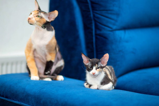 A cute Sphynx mestizo kitten lies on the couch next to her mother. Sphinx with wool - Photo, Image