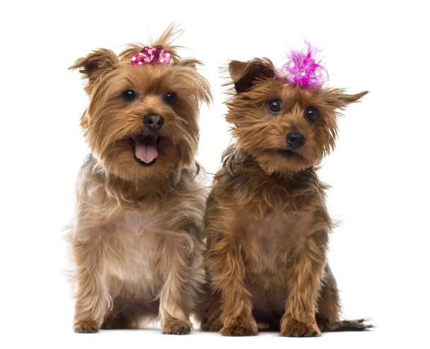 Two Yorkshire Terrier wearing bows, panting, sitting, isolated o - Photo, Image