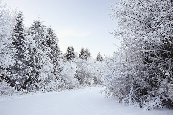 雪に覆われた冬の森の風景12月のクリスマス自然白い背景 - 写真・画像