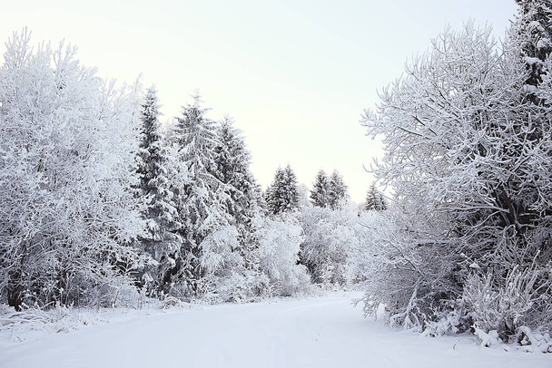 winter forest landscape covered with snow, december christmas nature white background - Φωτογραφία, εικόνα