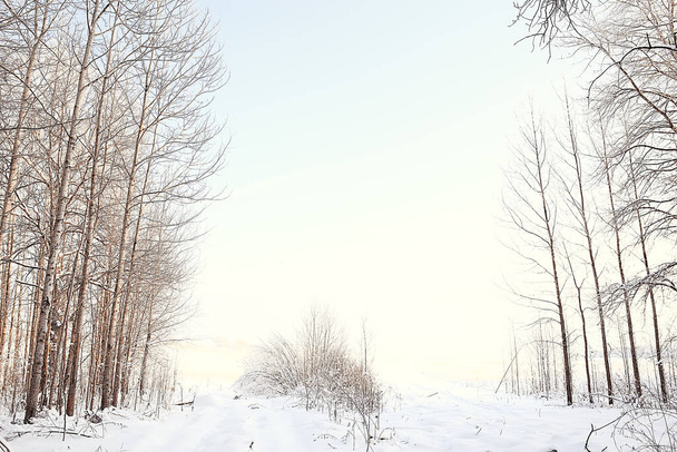 winter forest landscape covered with snow, december christmas nature white background - Photo, image