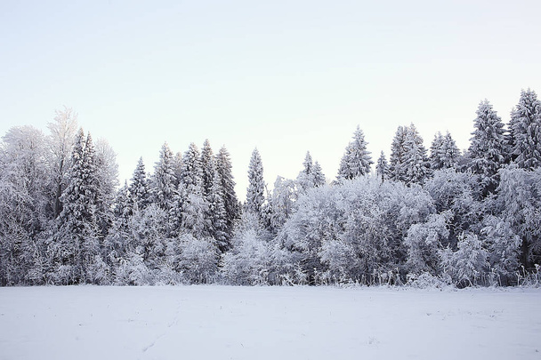 landscape winter forest, seasonal beautiful view in snowy forest december nature - Photo, image