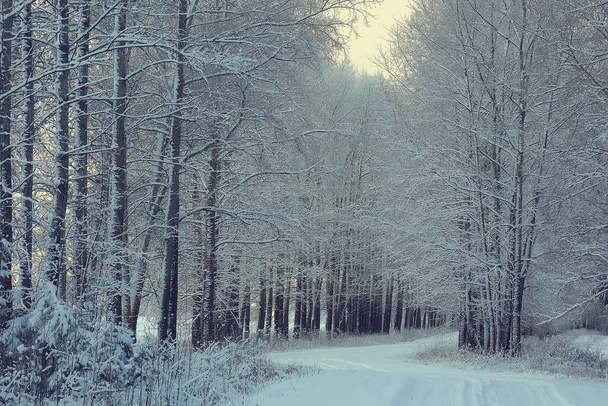 landscape winter forest, seasonal beautiful view in snowy forest december nature - Photo, Image