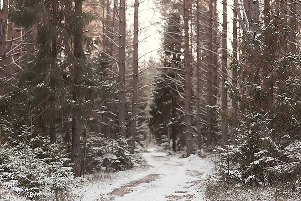 winter forest landscape covered with snow, december christmas nature white background - Zdjęcie, obraz