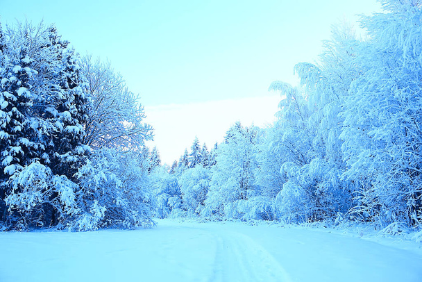 winter forest landscape covered with snow, december christmas nature white background - Foto, Bild