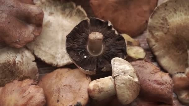 Verse gemengde champignons geplaatst op bruine houten tafel. Bovenaanzicht, vlak lay. - Video
