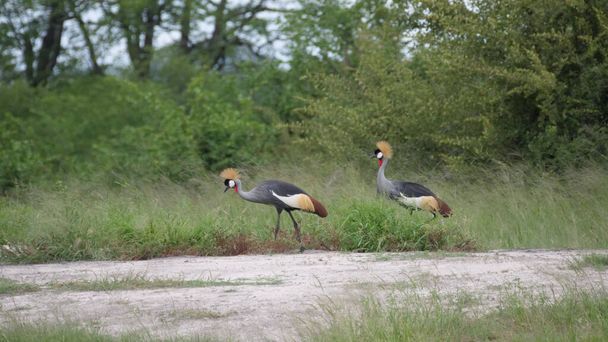 Two African crowned crane at Hwange National Park in Zimbabwe - Photo, Image