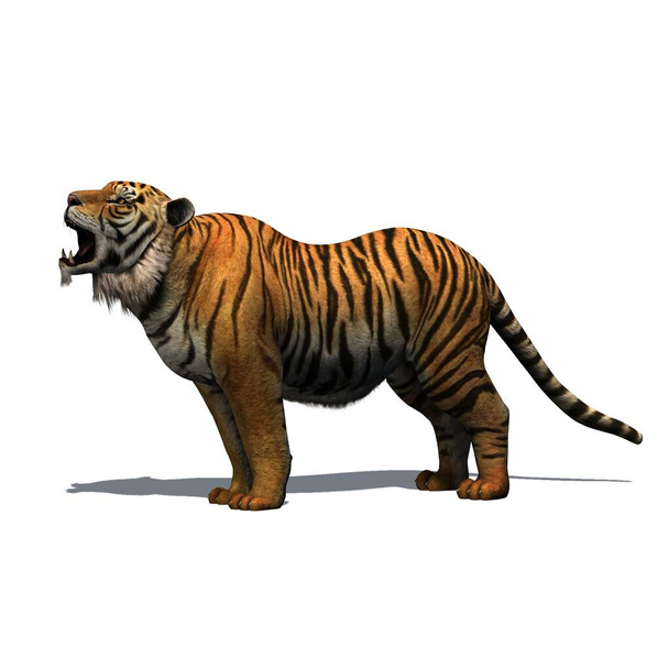 Дикие животные - тигр с тенью на полу - изолированы на белом фоне - 3D иллюстрация - Фото, изображение