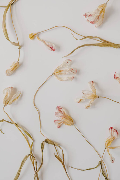 Fiori di tulipano secco su sfondo bianco. Posa piatta, vista dall'alto minimale sfondo floreale neutro. - Foto, immagini