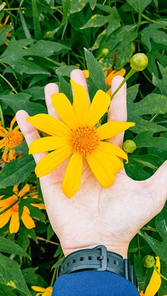 Hand touching yellow flower blooming in Thung Bua Tong, Mae Moh, Lampang, Thailand. Tithonia diversifolia. Beautiful nature concept - Photo, Image