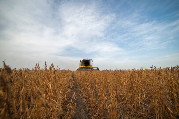 Harvesting of soybean field with combine - Фото, зображення