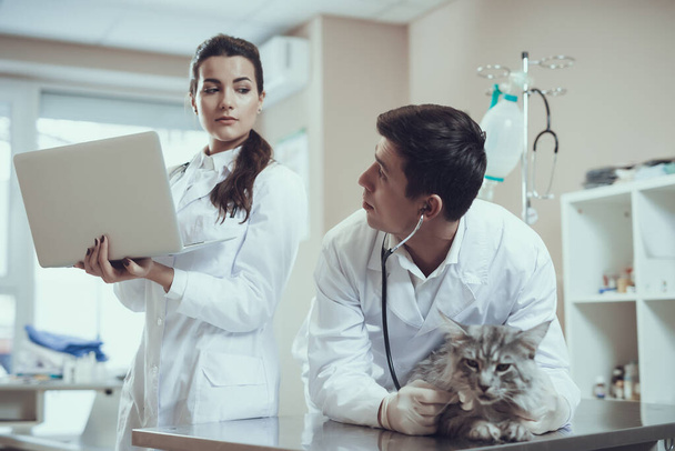 Male veterinarian checks a cat that is sick.  - 写真・画像