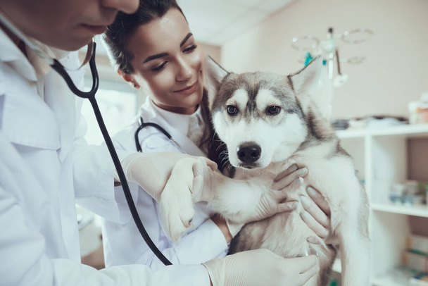 Dog in veterinary clinic with two doctors.  - Foto, immagini