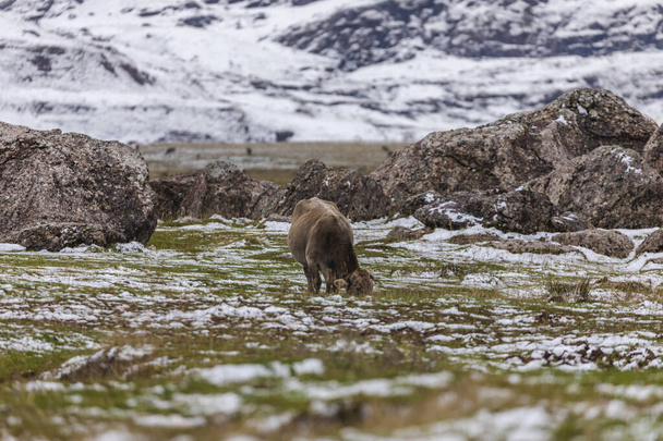 Μια αγελάδα τρώει γρασίδι στα βοσκοτόπια της κοιλάδας Aguas Tuertas, Hecho και Anso, Huesca, Ισπανία. Αραγονέζικα Πυρηναία. - Φωτογραφία, εικόνα