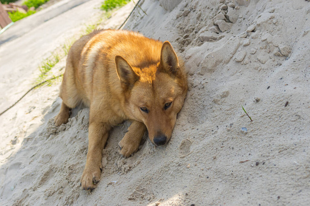 Söpö ja tylsistynyt lammas koira makaa hiekkakasassa - Valokuva, kuva