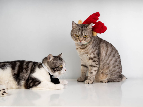 Roztomilé tabby kočky s krásnými žluté oči nosí černý motýlek a červené paroží pro vánoční sezónu na bílém pozadí - Fotografie, Obrázek