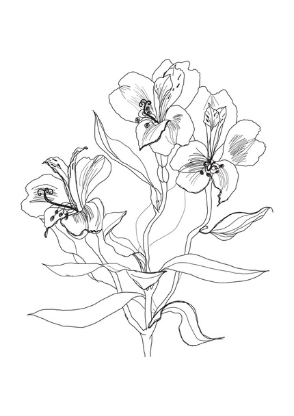 Pen drawing alstrameriya flower - Vektör, Görsel