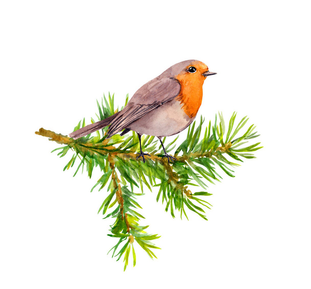 Robin bird on watercolor painted fir tree branch - Photo, Image