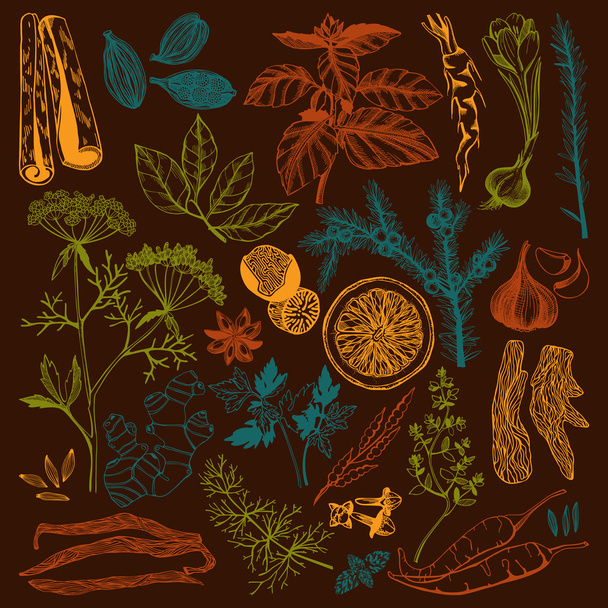 Vector set of hand drawn spices and herb isolated on dark background - Vektori, kuva