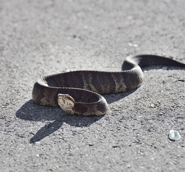 フロリダ水ヘビ - 写真・画像
