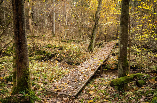 wooden boardwalk trail in green autumn forest with perspective and stairs and tree leaves - 写真・画像