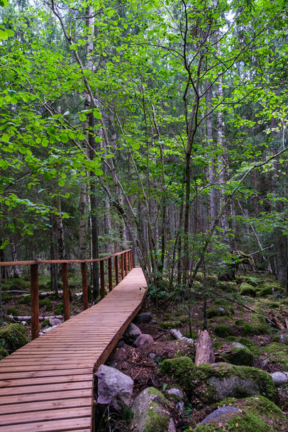 дерев'яна дошка прогулянкова стежка в зеленому осінньому лісі з перспективою, сходами та листям дерева
 - Фото, зображення